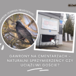 GAWRONY NA CMENTARZU KOMUNALNYM