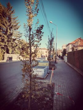 Prace arborystyczno-brukarskie ZRC